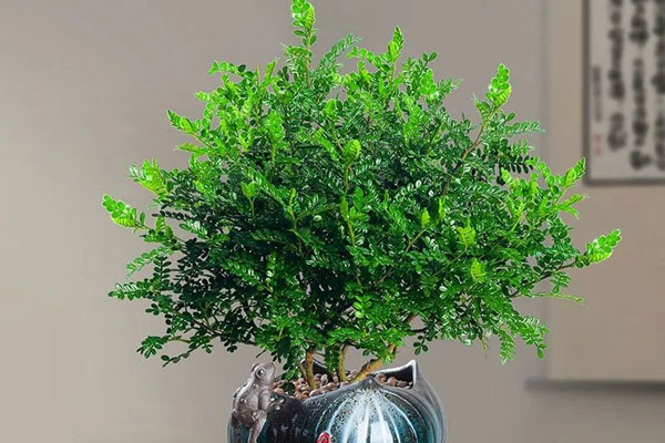 Loại cây cảnh vừa làm đẹp nhà vừa hạn chế các bệnh liên quan đến hệ hô hấp-4