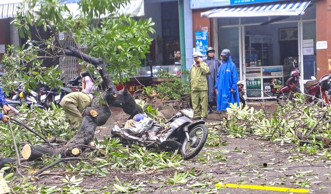 Cây xanh bật gốc đè trúng một người đi đường-3