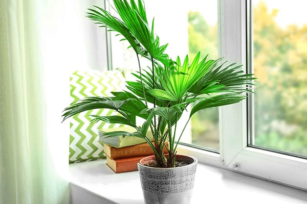 Bí quyết trồng cây cảnh mùa đông không lo vàng lá-5