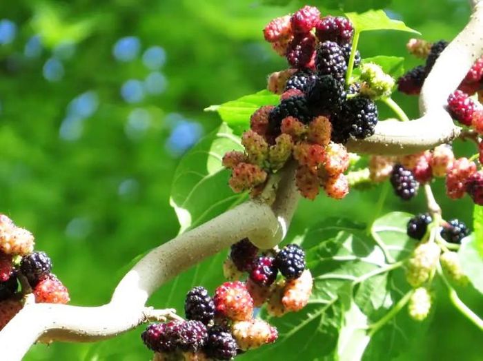 Quả tiến vua ở nước ngoài, ở Việt Nam mọc dại khắp nơi-2