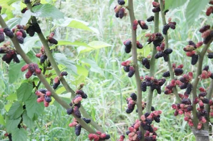 Quả tiến vua ở nước ngoài, ở Việt Nam mọc dại khắp nơi-1