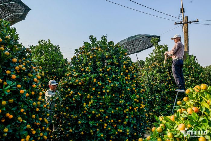 Giá quất Tết tăng, chủ vựa quất cảnh lớn nhất Nam Định thu tiền tỷ-3