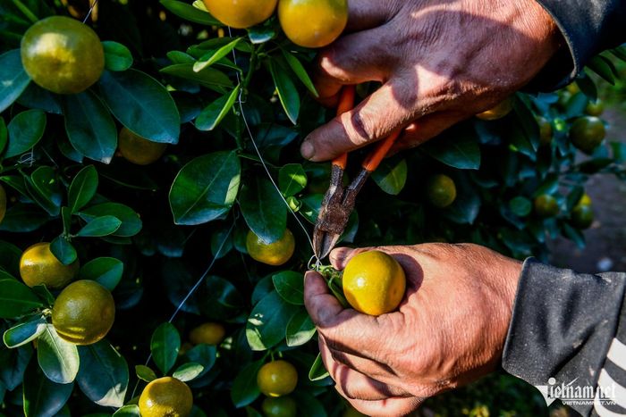 Giá quất Tết tăng, chủ vựa quất cảnh lớn nhất Nam Định thu tiền tỷ-2