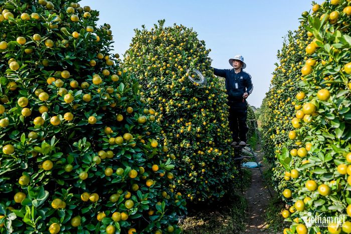 Giá quất Tết tăng, chủ vựa quất cảnh lớn nhất Nam Định thu tiền tỷ-1