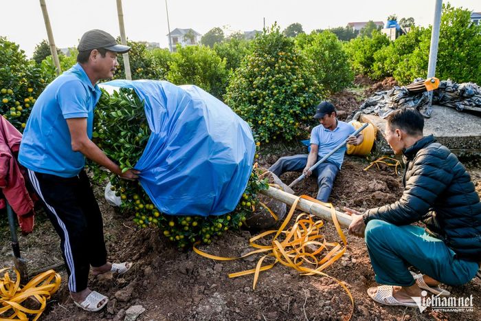 Giá quất Tết tăng, chủ vựa quất cảnh lớn nhất Nam Định thu tiền tỷ-6