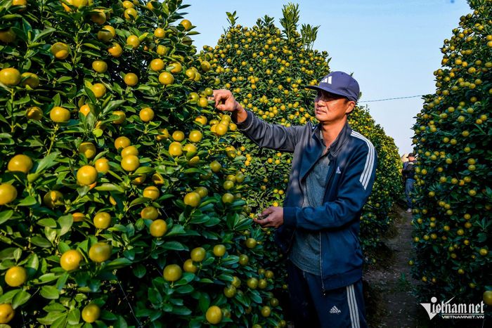 Giá quất Tết tăng, chủ vựa quất cảnh lớn nhất Nam Định thu tiền tỷ-5