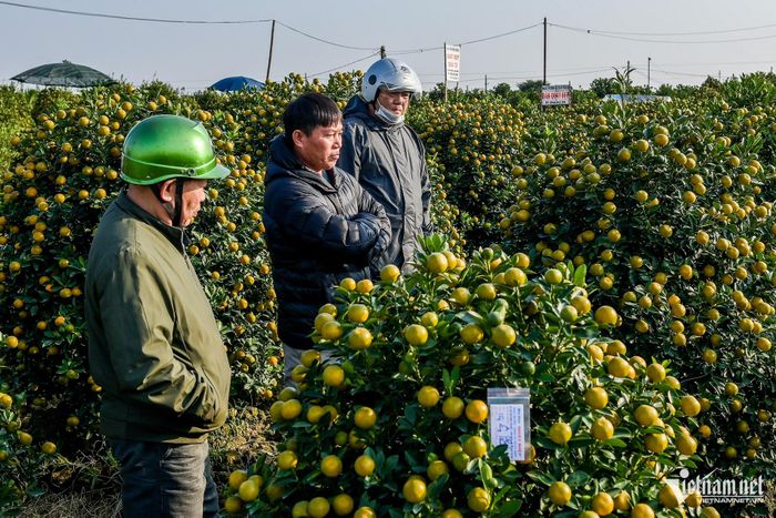 Giá quất Tết tăng, chủ vựa quất cảnh lớn nhất Nam Định thu tiền tỷ-4
