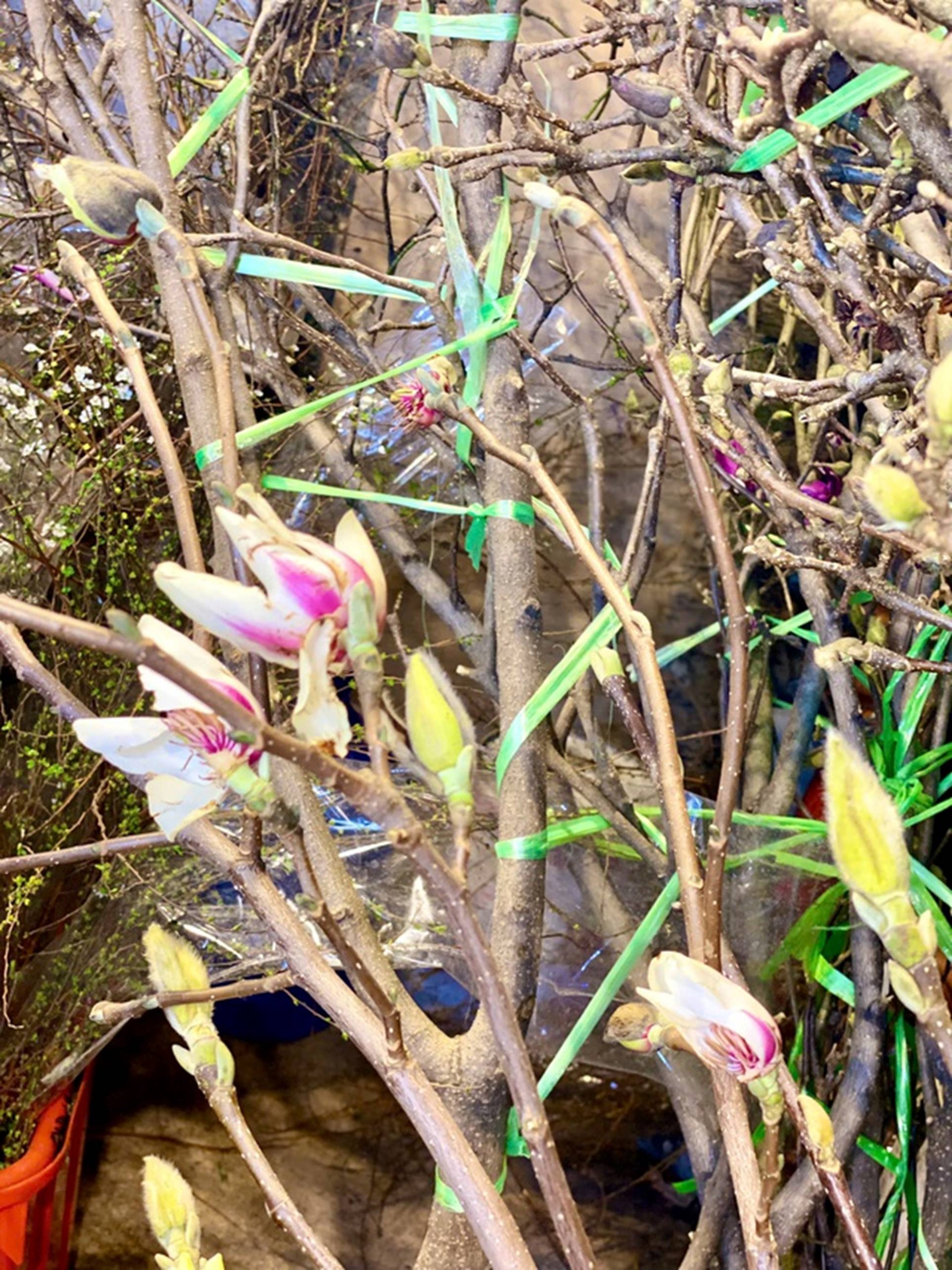 Loại hoa có giá tiền triệu, mang hương thơm đặc biệt được chị em thi nhau ‘săn lùng’ chơi Tết-10