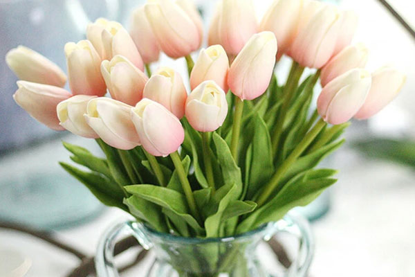 Cây cọ cảnh hợp mệnh gì?-3