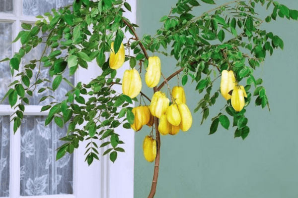 Xây nhà nên để cổng mở ra hay mở vào?-3