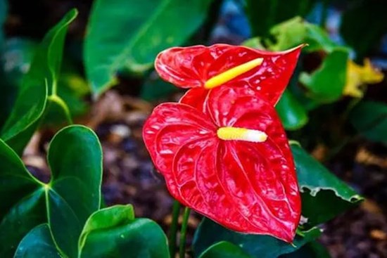 Ý nghĩa phong thủy đặc biệt của cây hồng môn? Những con giáp mệnh này trồng cây hồng môn là vượng phát