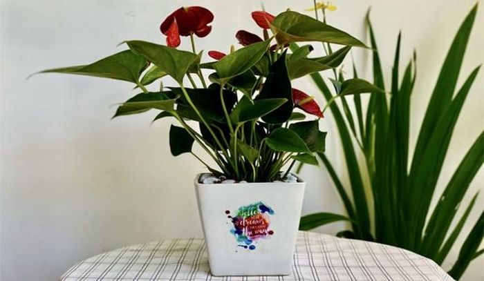 Ý nghĩa phong thủy đặc biệt của cây hồng môn? Những con giáp mệnh này trồng cây hồng môn là vượng phát-2