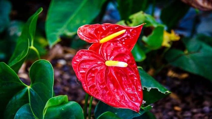 Ý nghĩa phong thủy đặc biệt của cây hồng môn? Những con giáp mệnh này trồng cây hồng môn là vượng phát-1