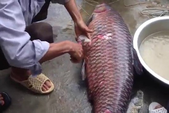 Uống mật cá trắm, 2 người nguy kịch