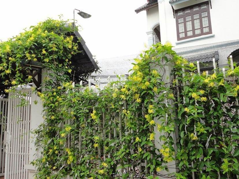 Đây là lý do không trồng cây dây leo quanh nhà dù thích đến mấy-3