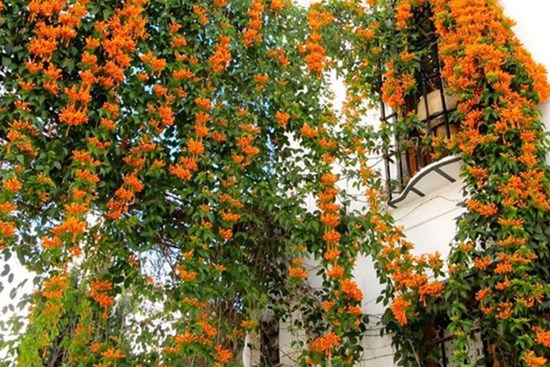 Đây là lý do không trồng cây dây leo quanh nhà dù thích đến mấy