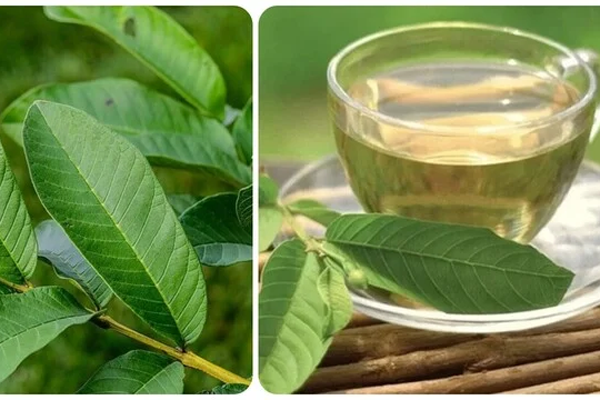 Nước lá ổi có chứa dưỡng chất gì?-2