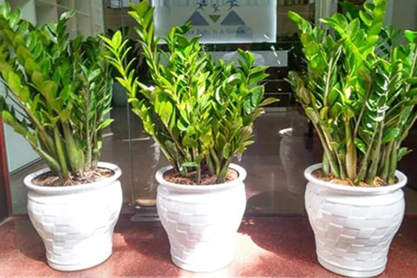 Những loại hoa trưng Tết mang ý nghĩa may mắn, cát tường-8