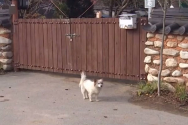 Vụ bé 6 tuổi đi lạc được chó cưng bảo vệ suốt đêm: Người mẹ tiết lộ điều bất ngờ-4