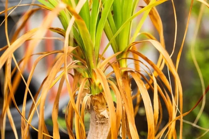 Bí quyết trồng cây cảnh mùa đông không lo vàng lá-2