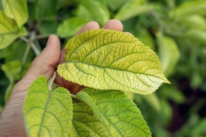 Bí quyết trồng cây cảnh mùa đông không lo vàng lá-4