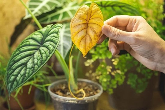 Bí quyết trồng cây cảnh mùa đông không lo vàng lá