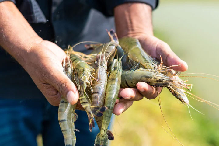 Vì sao phải loại bỏ đường chỉ đen trên lưng tôm?-2