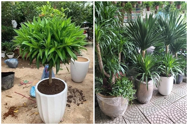 Chuyên gia bật mí những ý tưởng trang trí nhà cửa đón năm mới-4