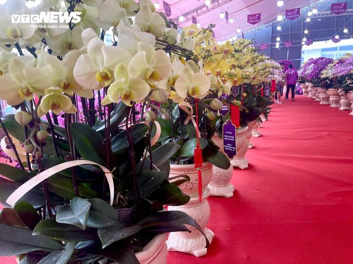 Hoa lan xuống phố, khách chi hàng chục triệu đồng mua về chơi Tết-9