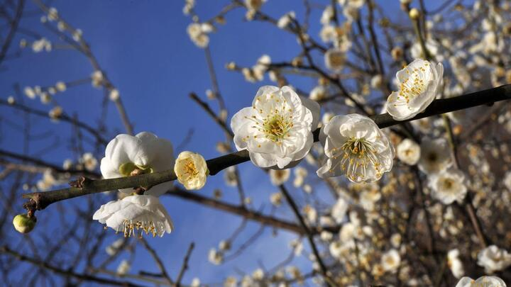 Trồng cây nhất chi mai dịp Tết có ý nghĩa gì?-2