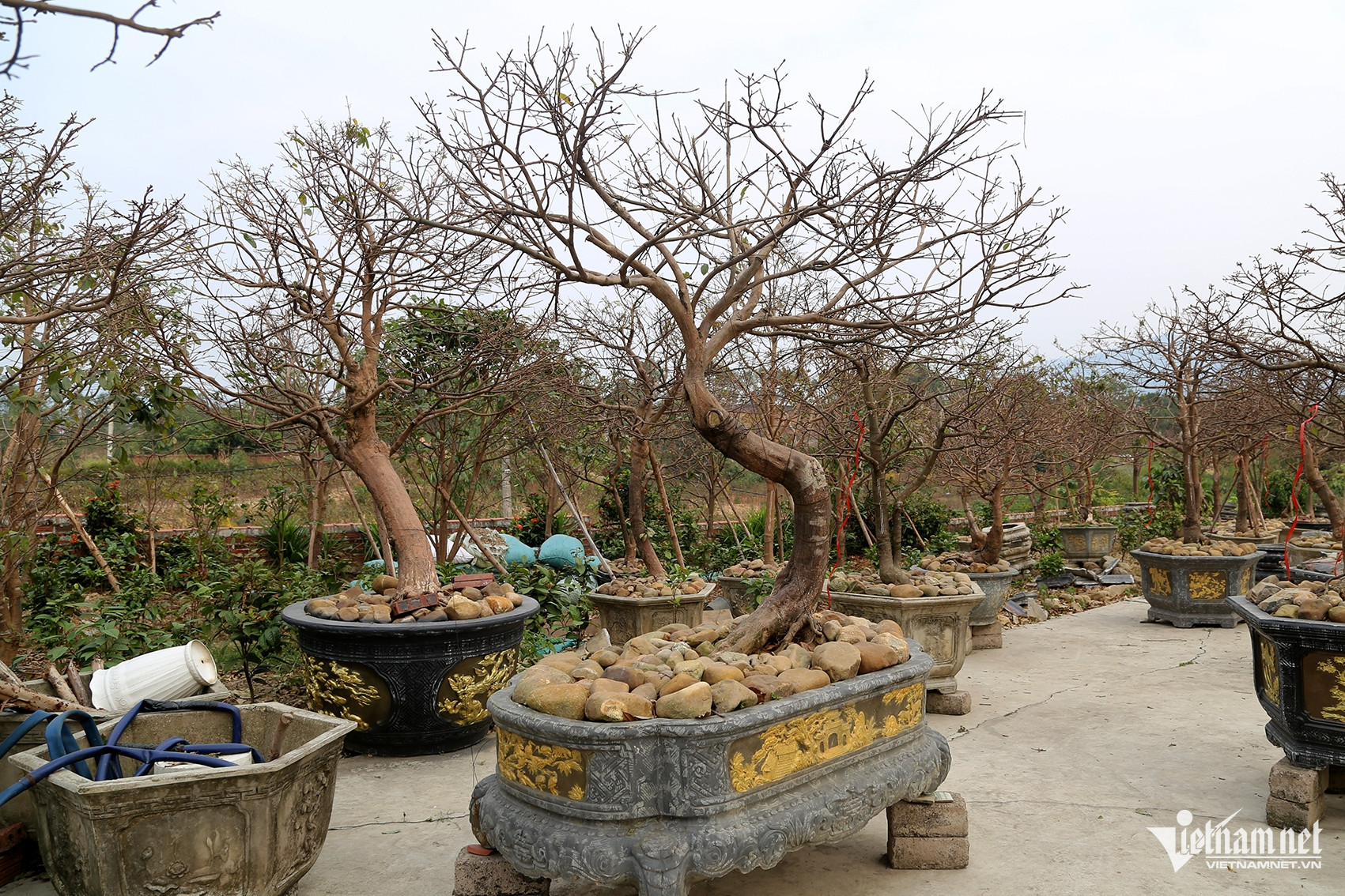 Bán 4 cây mai vàng, người nông dân ở Quảng Ninh đủ tiền xây nhà đẹp-1