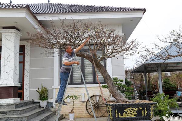 Chiêm ngưỡng cây mai cổ thụ tiền tỷ tại chợ hoa xuân Đắk Lắk-10