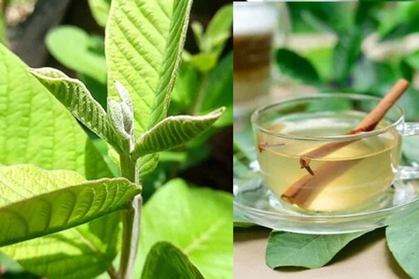 Chuyên gia chỉ ra 9 tác dụng của nước lá ổi khô với sức khoẻ-2