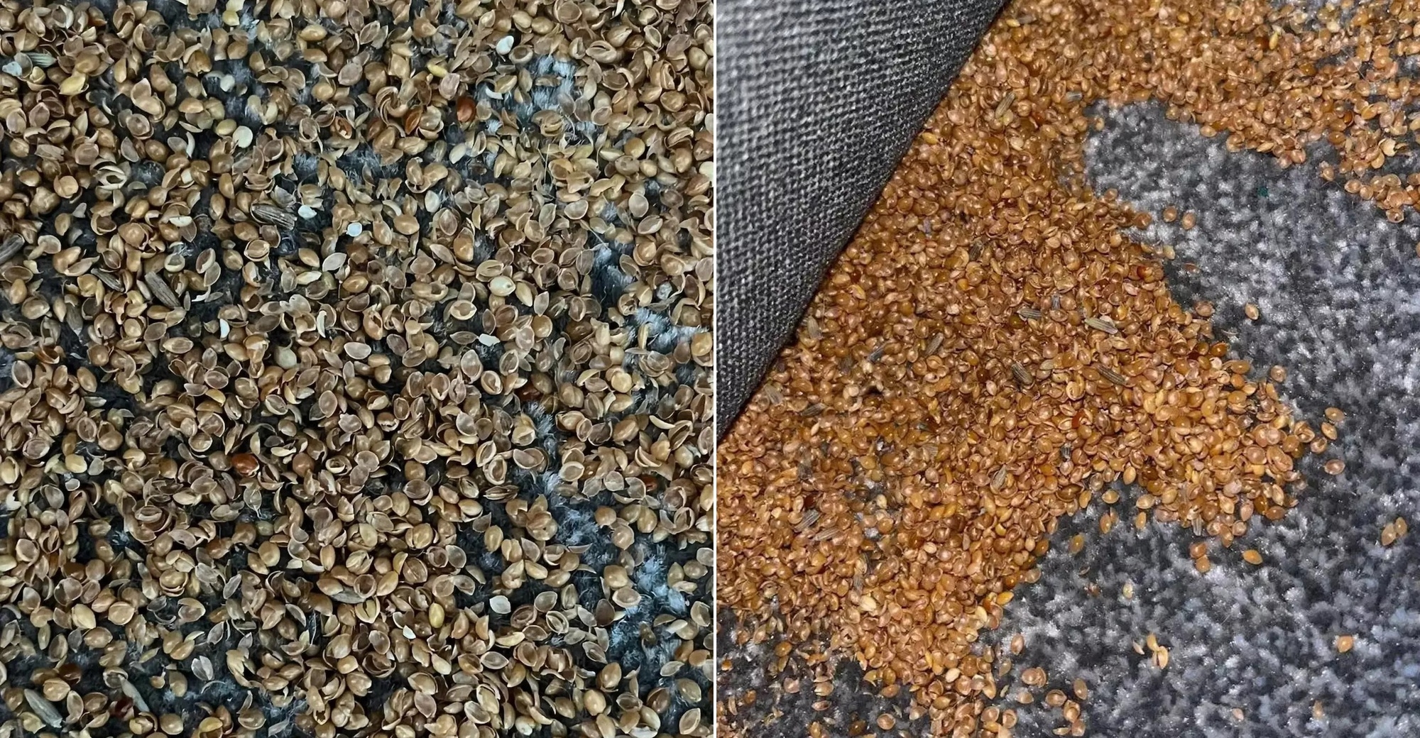 Bà mẹ phát hiện hàng nghìn vật thể bí ẩn ở gần giường con trai 7 tuổi, đăng đàn hỏi dân mạng thì càng thêm kinh hãi-1