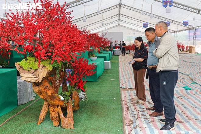 Hoa nhập độc lạ giá trăm triệu đồng, thú chơi Tết mới của nhà giàu Hà Nội-14