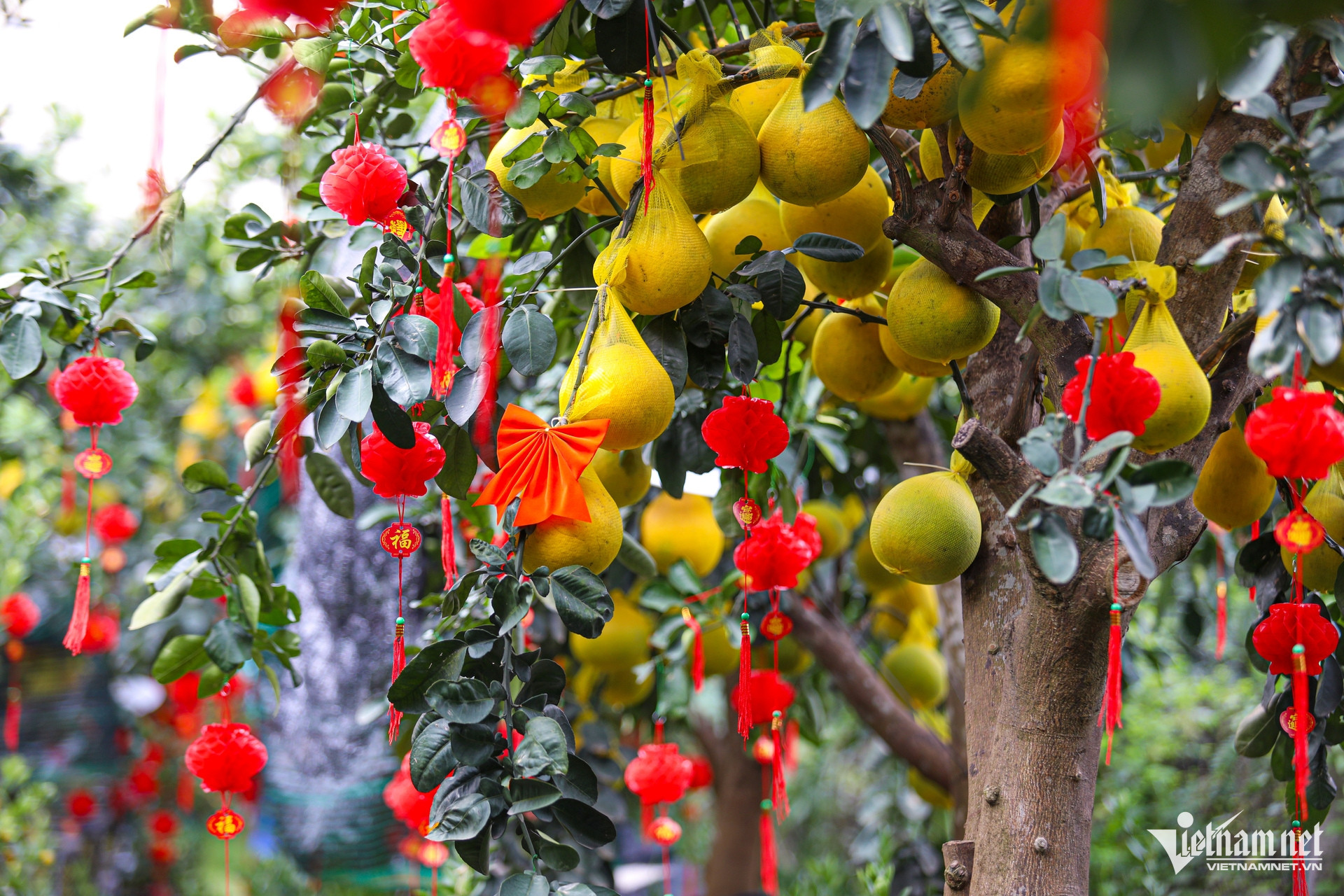 Bưởi Diễn nhuộm vàng đường TPHCM, giá 10-80 triệu đồng vẫn hút khách-1