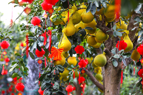 Bưởi Diễn nhuộm vàng đường TPHCM, giá 10-80 triệu đồng vẫn hút khách