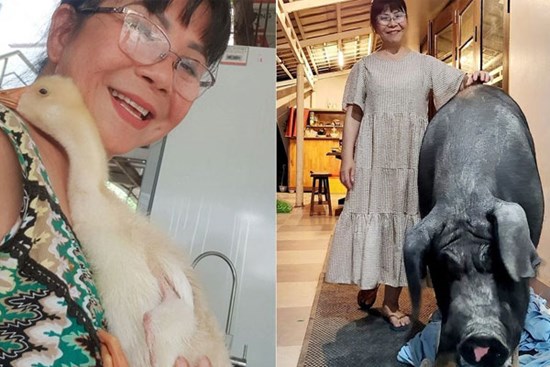 Cuộc sống ở tuổi U70 của nữ ca sĩ Việt nổi tiếng: Dùng cả biệt thự để nuôi lợn gà, chăm như con mọn