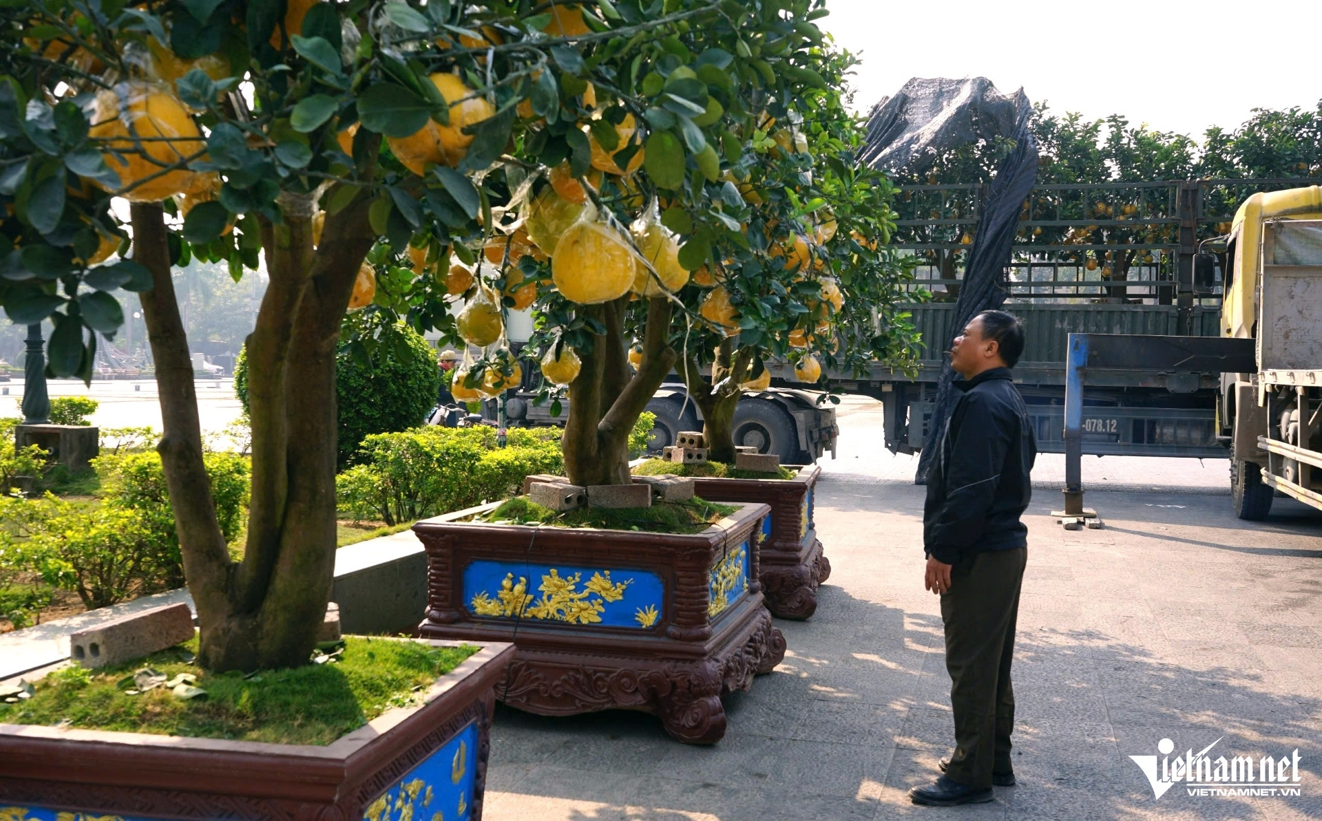 Nhà vườn hạn chế cọc vì khan hàng, cây cảnh Tết xuống phố sớm-1