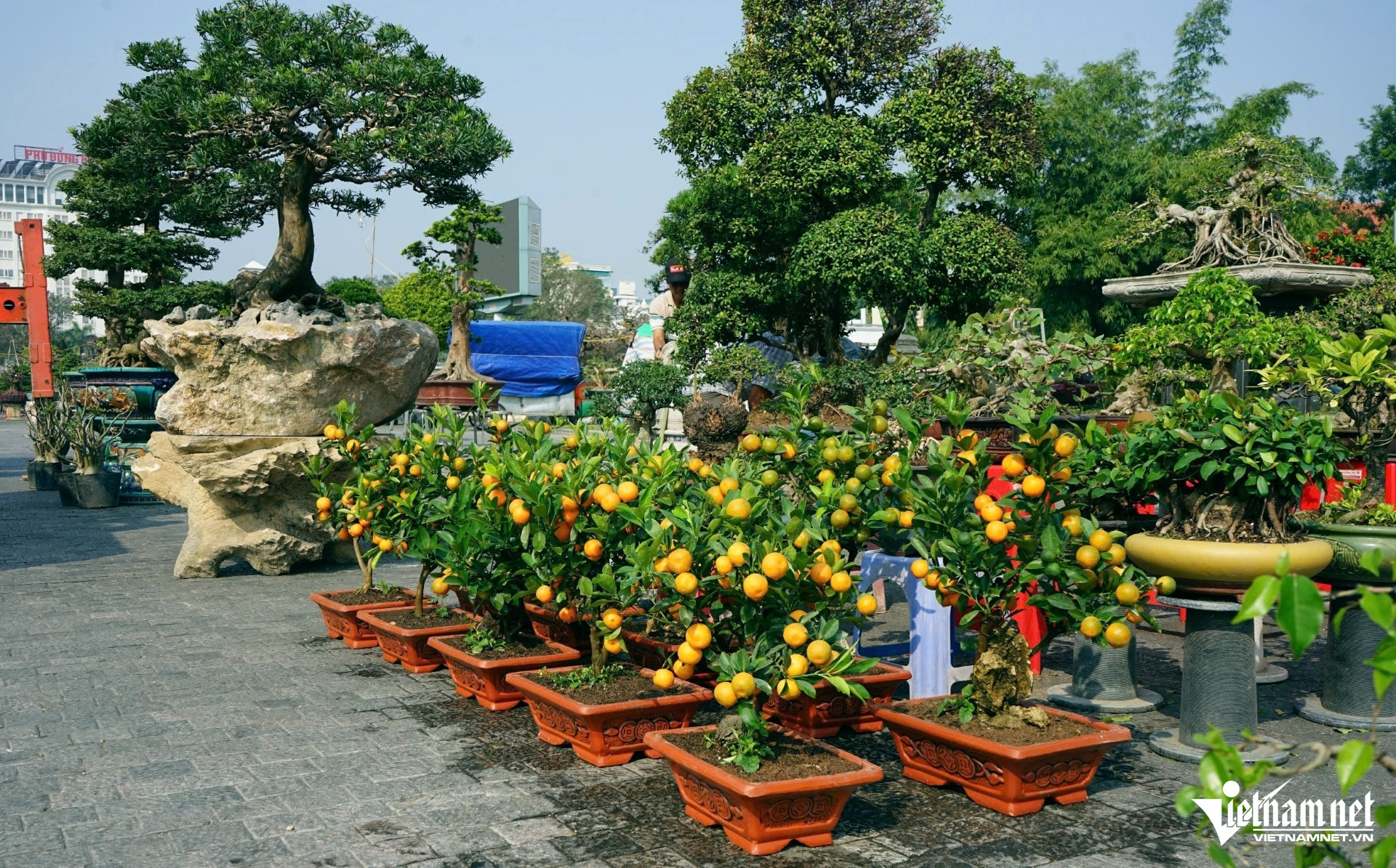 Nhà vườn hạn chế cọc vì khan hàng, cây cảnh Tết xuống phố sớm-2