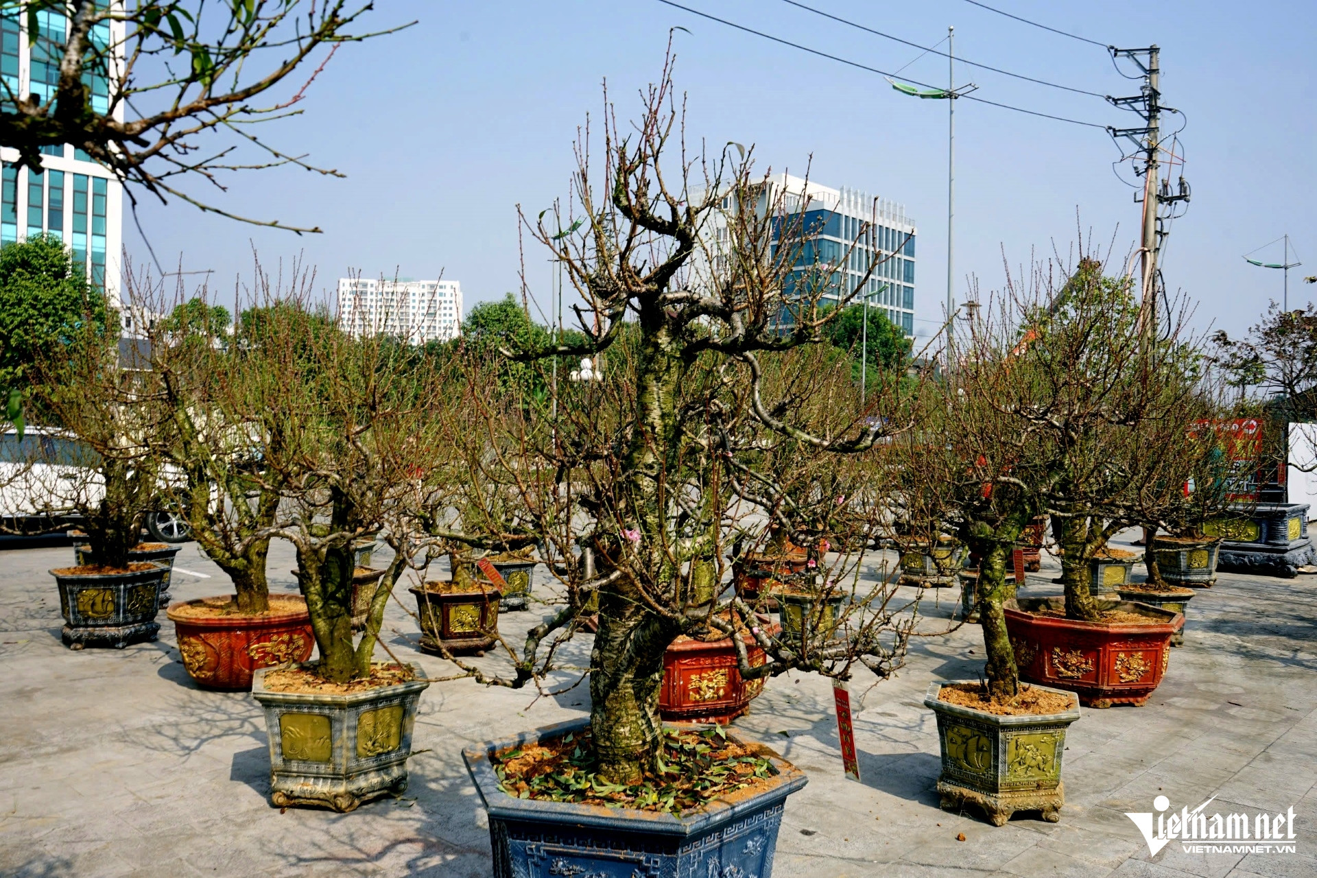 Nhà vườn hạn chế cọc vì khan hàng, cây cảnh Tết xuống phố sớm-3