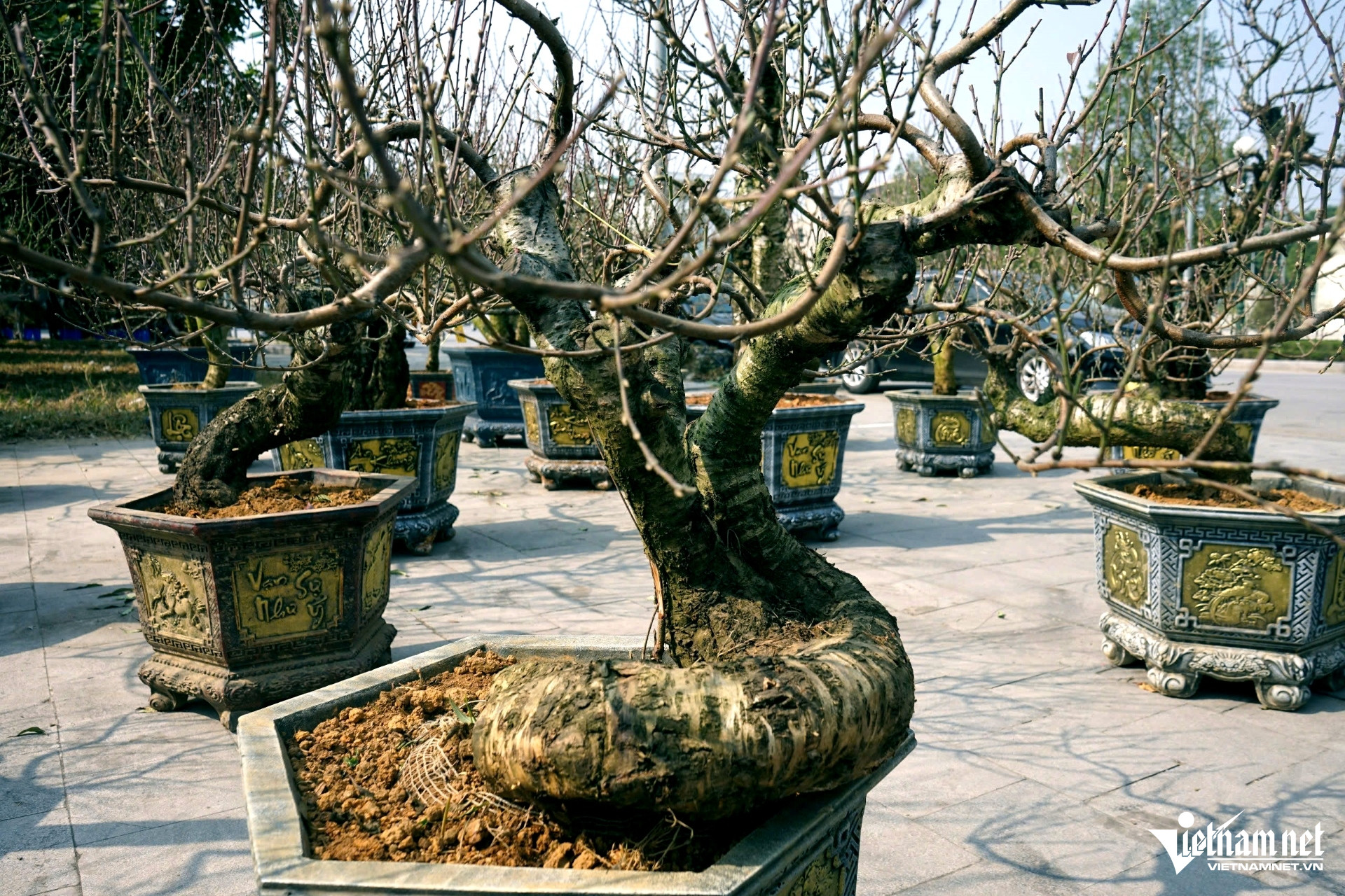 Nhà vườn hạn chế cọc vì khan hàng, cây cảnh Tết xuống phố sớm-5