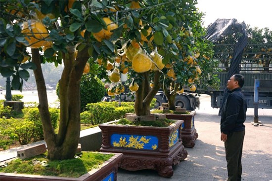 Nhà vườn hạn chế cọc vì khan hàng, cây cảnh Tết 'xuống phố' sớm