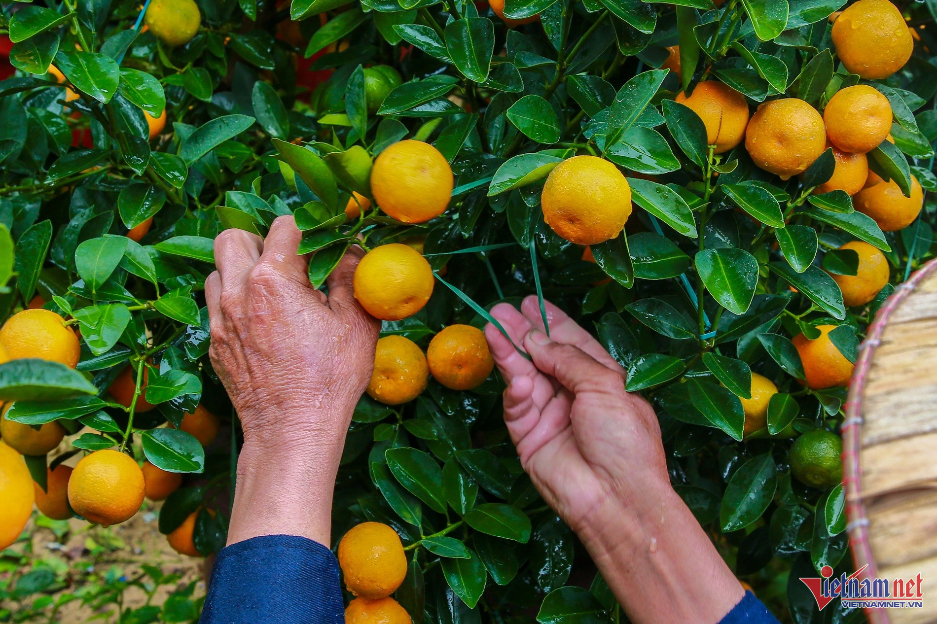 Thương lái ôm gần hết hàng, người dân thủ phủ quất cảnh miền Trung lãi lớn-4