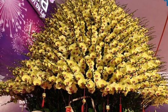Ông chủ chậu hoa lan dát vàng nói gì về mức giá “không tưởng” gần 4 tỷ đồng?