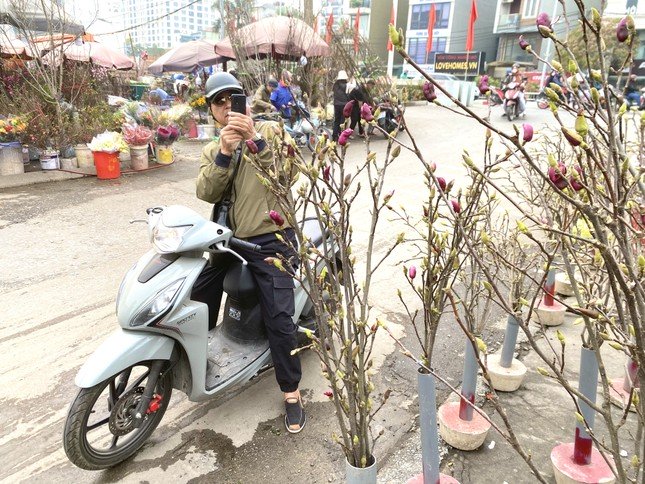 Xuất hiện loài hoa cạnh tranh với đào, quất Tết năm nay-6