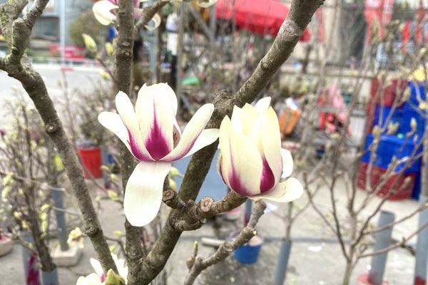 Bão số 3 có làm đào Tết 2025 khan hiếm, đội giá?-4