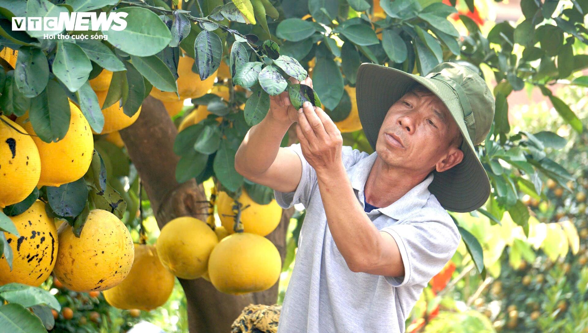 Quất bonsai, bưởi Diễn trưng Tết ế khách, nhà vườn TP.HCM rầu rĩ-5