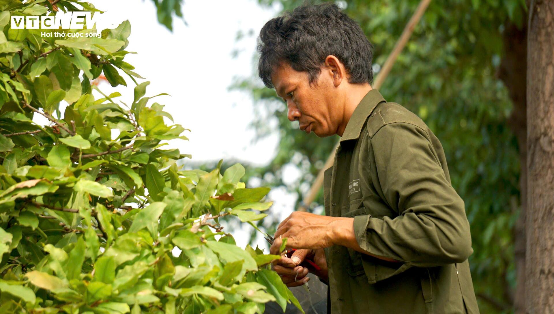 Quất bonsai, bưởi Diễn trưng Tết ế khách, nhà vườn TP.HCM rầu rĩ-15