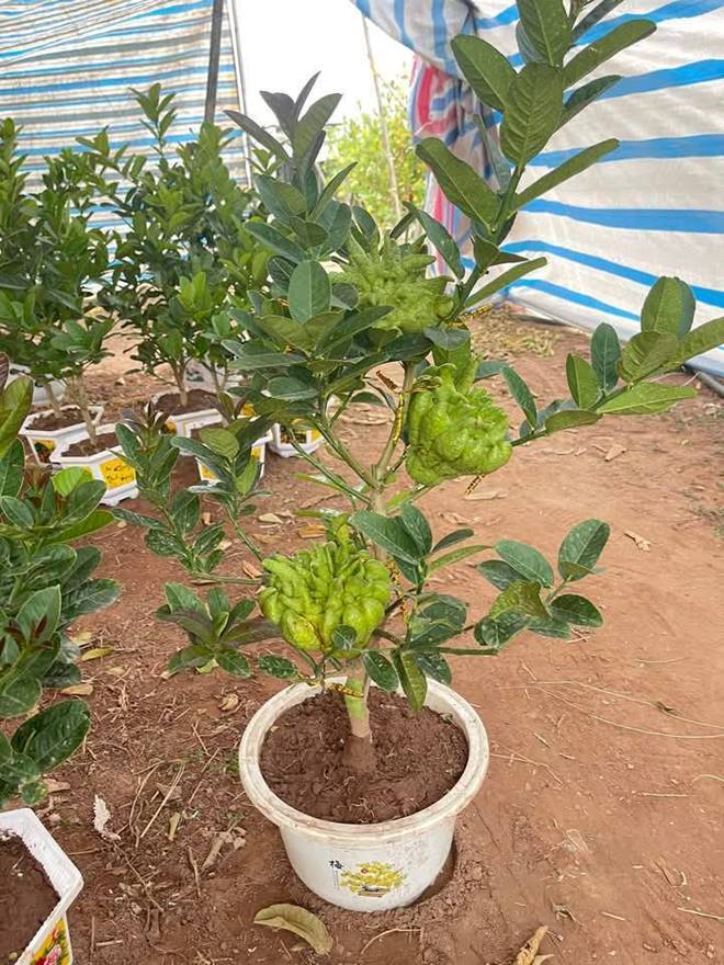 Chưa đến Tết, phật thủ bonsai độc lạ đã cháy hàng-1